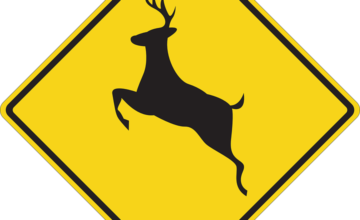 deer crossing