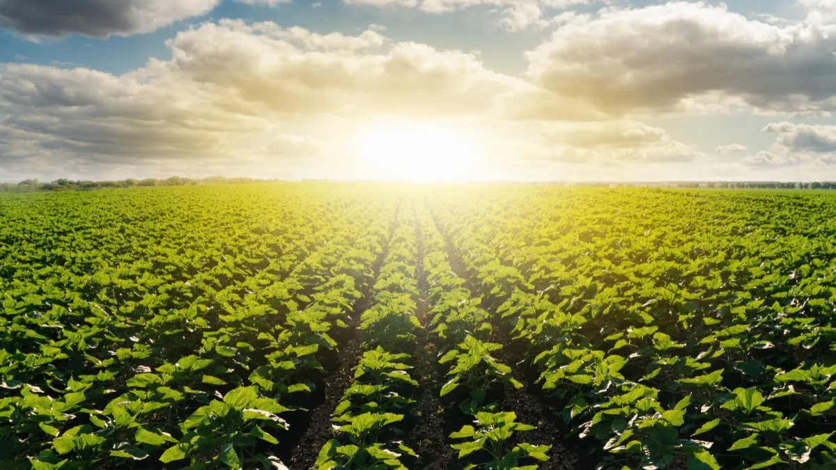 At Slater | Grant, we are dedicated to defending the rights of farmers throughout Florida and the Southeast who are facing critical issues involving defective seeds, spray drift damages, and crop insurance claims. As experienced agricultural dispute lawyers, we offer strategic legal representation against powerful corporations, negligent neighbors, and insurance companies that fail to uphold their responsibilities. If your crop or livelihood has been threatened, you don’t have to face the fight alone — we’re here to help.